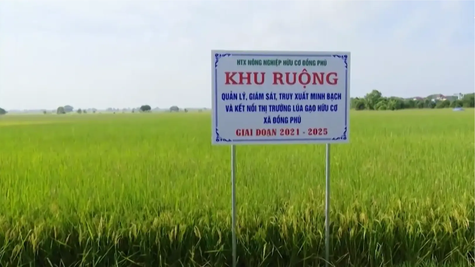 Phát triển nông sản chủ lực | Nông nghiệp nông thôn | 07/08/2025 